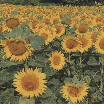 盈彩网下载手机版截图